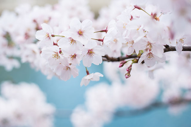 入学式の桜